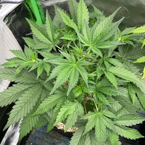 Ganja Runtz Auto - by Killicz growlog timeline photo