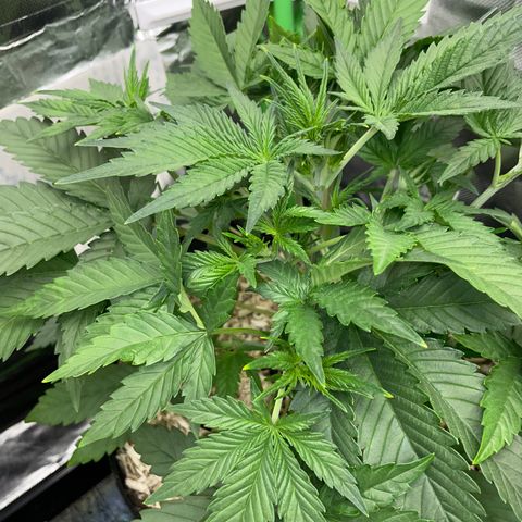 Ganja Runtz Auto - by Killicz growlog timeline photo