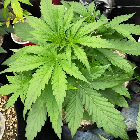 HulkBerry Automatic - by Killicz growlog timeline photo