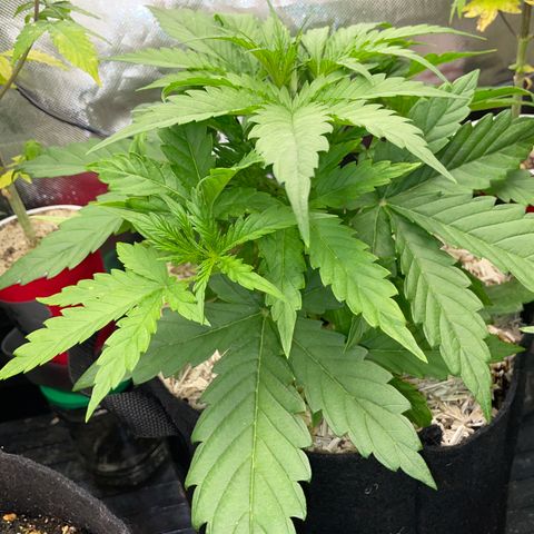 HulkBerry Automatic - by Killicz growlog timeline photo