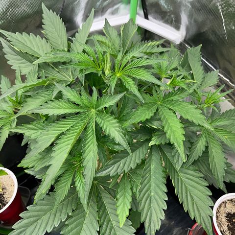 Papaya Dragon Auto - by Killicz growlog timeline photo