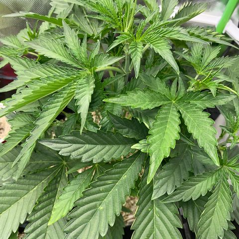 Papaya Dragon Auto - by Killicz growlog timeline photo