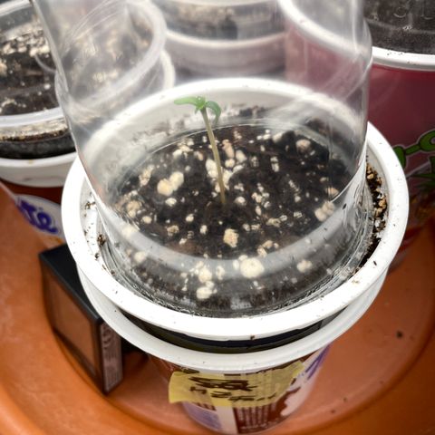 Mimosa Zkittlez Fast - by Killicz growlog timeline photo