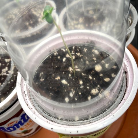 Purple Cookies Fast - by Killicz growlog timeline photo