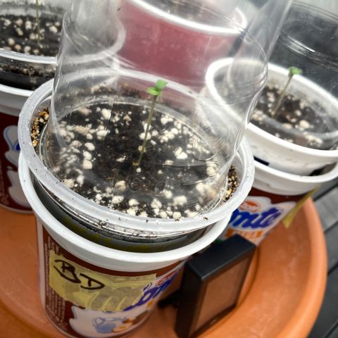 Black Domina - by Killicz growlog timeline photo
