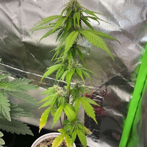 Mimosa Auto - Solo Cup Test 4 - by Killicz growlog timeline photo