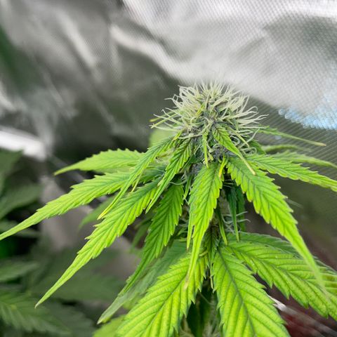 Mimosa Auto - Solo Cup Test 4 - by Killicz growlog timeline photo