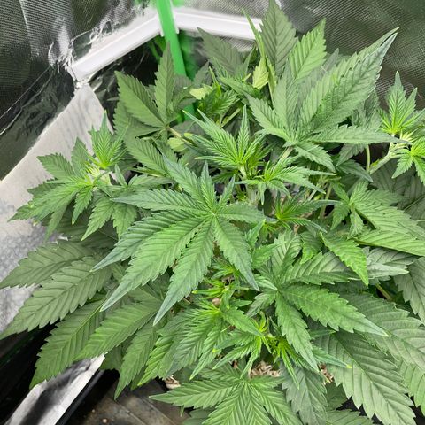 Ganja Runtz Auto - by Killicz growlog timeline photo