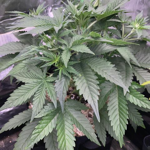 Ganja Runtz Auto - by Killicz growlog timeline photo