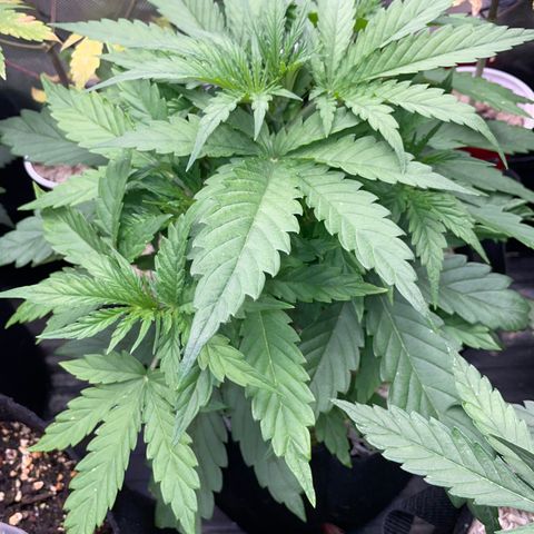 HulkBerry Automatic - by Killicz growlog timeline photo