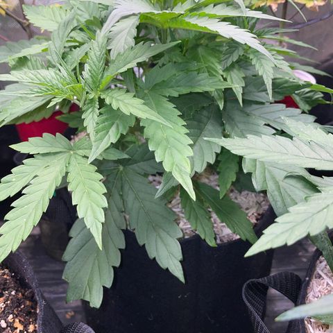 HulkBerry Automatic - by Killicz growlog timeline photo