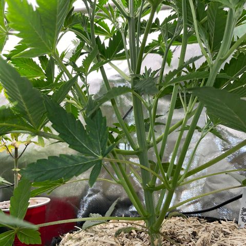 Papaya Dragon Auto - by Killicz growlog timeline photo