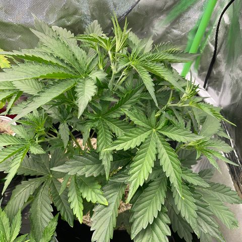 Papaya Dragon Auto - by Killicz growlog timeline photo