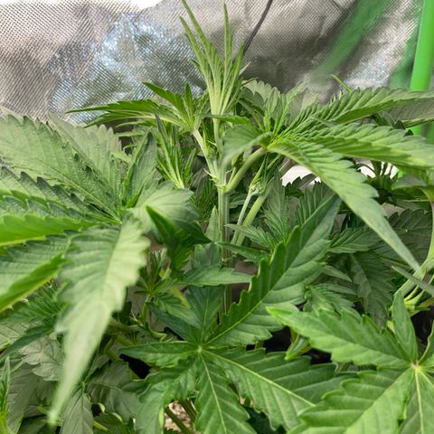 Papaya Dragon Auto - by Killicz growlog timeline photo