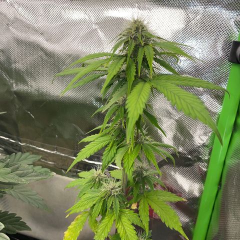 Mimosa Auto - Solo Cup Test 4 - by Killicz growlog timeline photo