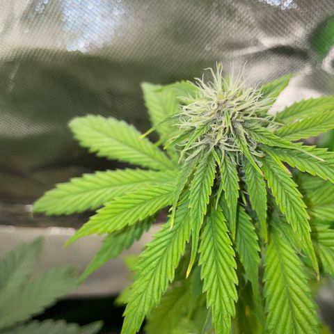 Mimosa Auto - Solo Cup Test 4 - by Killicz growlog timeline photo