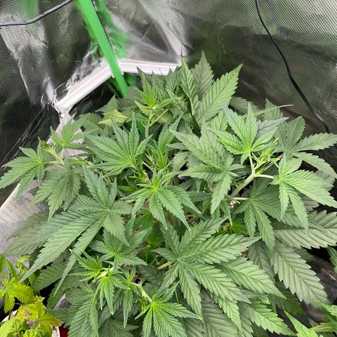 Ganja Runtz Auto - by Killicz growlog timeline photo