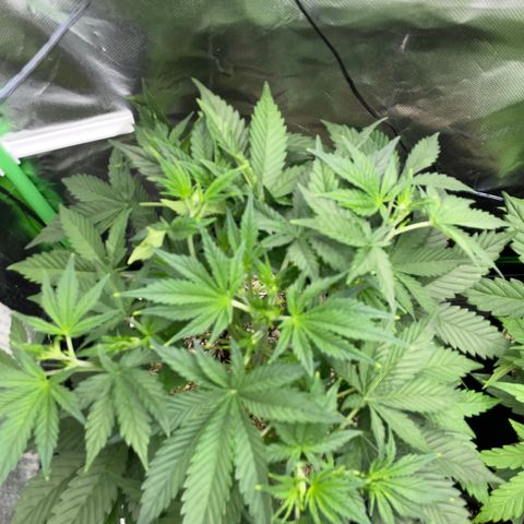 Ganja Runtz Auto - by Killicz growlog timeline photo
