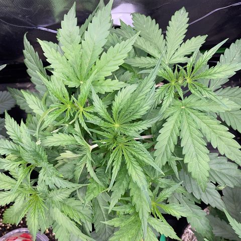 HulkBerry Automatic - by Killicz growlog timeline photo