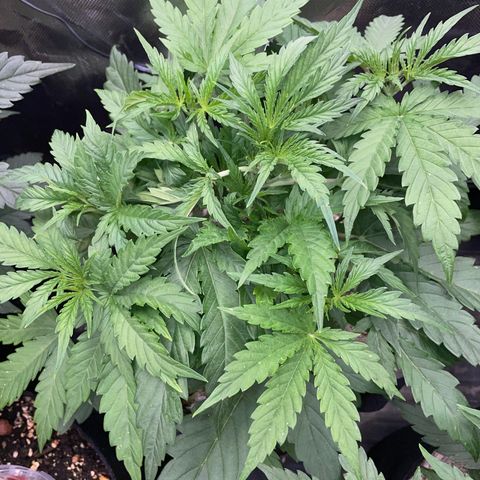 HulkBerry Automatic - by Killicz growlog timeline photo