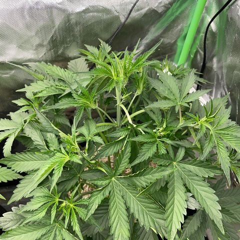 Papaya Dragon Auto - by Killicz growlog timeline photo