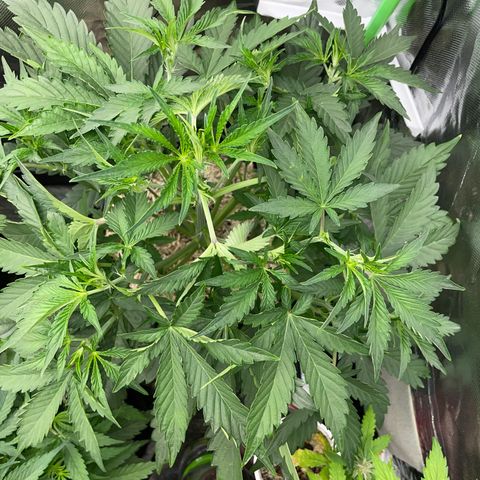 Papaya Dragon Auto - by Killicz growlog timeline photo