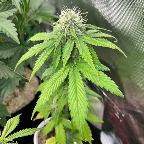 Mimosa Auto - Solo Cup Test 4 - by Killicz growlog timeline photo