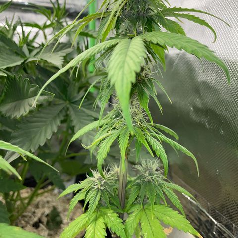 Mimosa Auto - Solo Cup Test 4 - by Killicz growlog timeline photo
