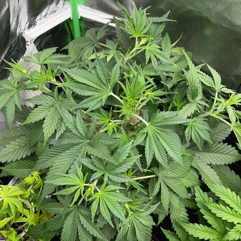 Ganja Runtz Auto - by Killicz growlog timeline photo