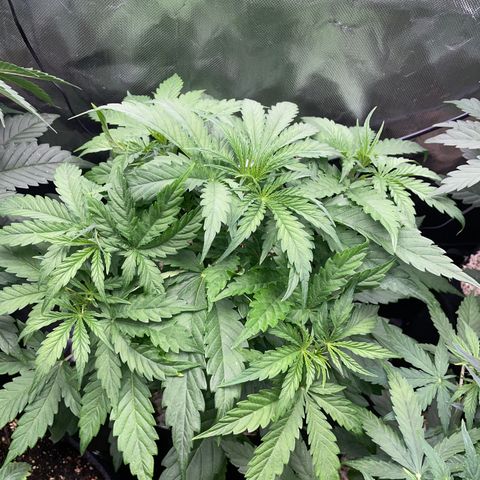 HulkBerry Automatic - by Killicz growlog timeline photo