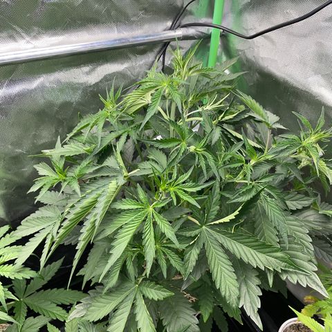 Papaya Dragon Auto - by Killicz growlog timeline photo