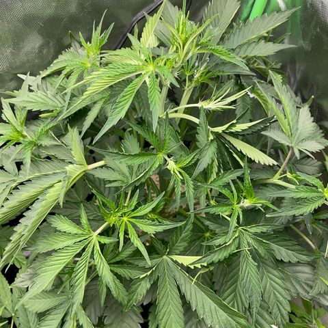 Papaya Dragon Auto - by Killicz growlog timeline photo