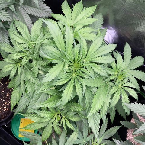 HulkBerry Automatic - by Killicz growlog timeline photo
