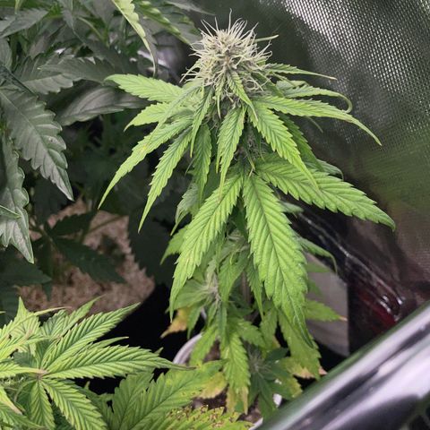 Mimosa Auto - Solo Cup Test 4 - by Killicz growlog timeline photo