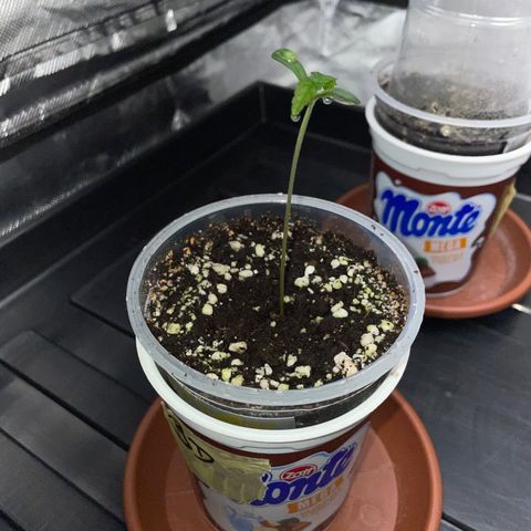 Black Domina - by Killicz growlog timeline photo