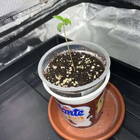 Tropicana Cookies - by Killicz growlog timeline photo