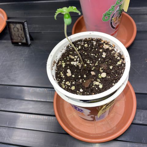 Mimosa Zkittlez Fast - by Killicz growlog timeline photo