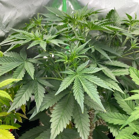 Ganja Runtz Auto - by Killicz growlog timeline photo