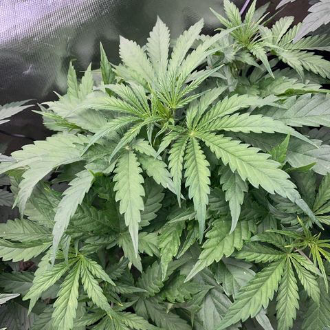 HulkBerry Automatic - by Killicz growlog timeline photo