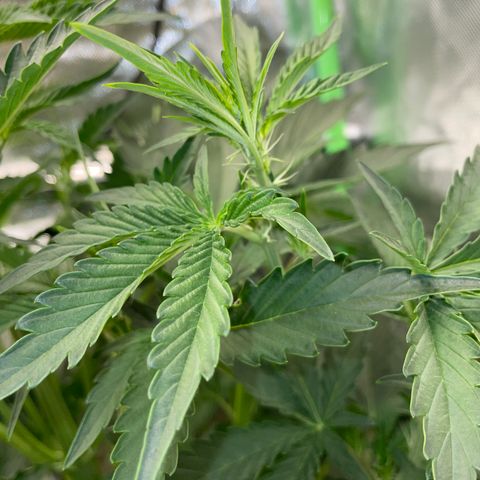 Papaya Dragon Auto - by Killicz growlog timeline photo