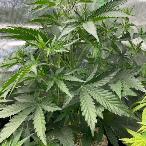 Papaya Dragon Auto - by Killicz growlog timeline photo