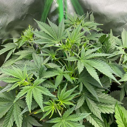Ganja Runtz Auto - by Killicz growlog timeline photo