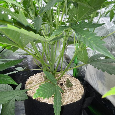 Papaya Dragon Auto - by Killicz growlog timeline photo