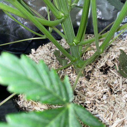Papaya Dragon Auto - by Killicz growlog timeline photo
