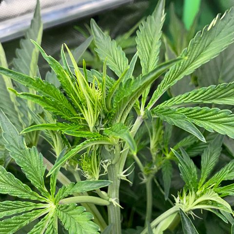 Papaya Dragon Auto - by Killicz growlog timeline photo