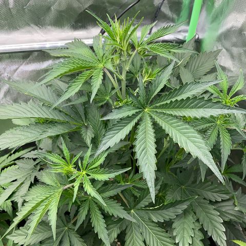 Papaya Dragon Auto - by Killicz growlog timeline photo