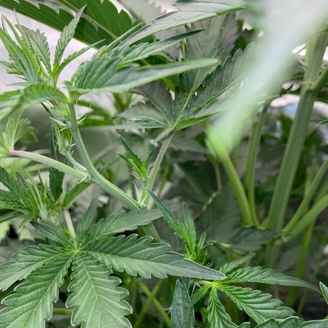 Papaya Dragon Auto - by Killicz growlog timeline photo