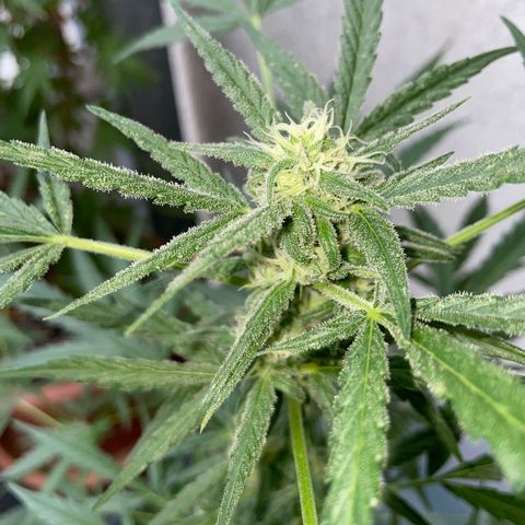 Ganja Runtz Auto - by KilliczGe  growlog timeline photo