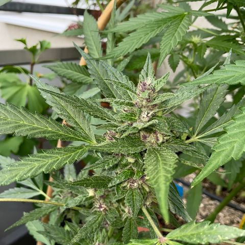 Purple Cookies XL Auto - by KilliczGe  growlog timeline photo