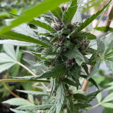 Purple Cookies XL Auto - by KilliczGe  growlog timeline photo